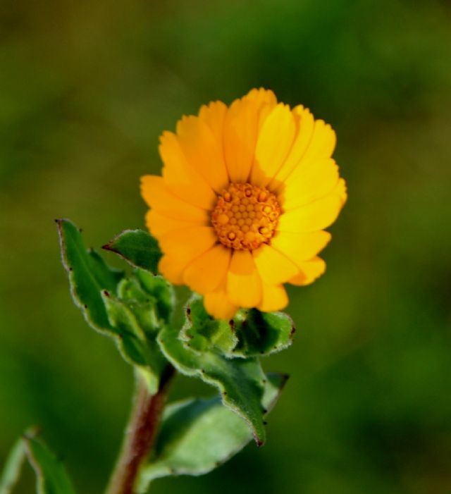 Calendula arvensis